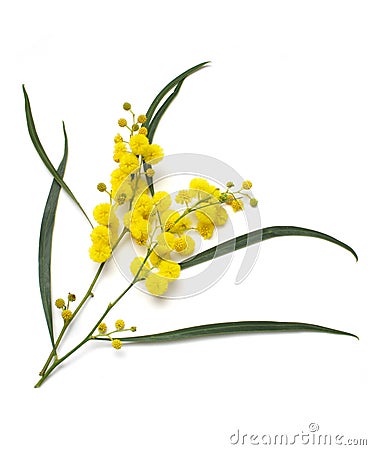 Wattle Stock Photo