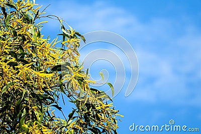 Wattle or Acacia auriculiformis little bouquet flower full blooming in the garden and blue sky Stock Photo