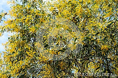 Wattle or Acacia auriculiformis little bouquet flower full blooming in the garden Stock Photo