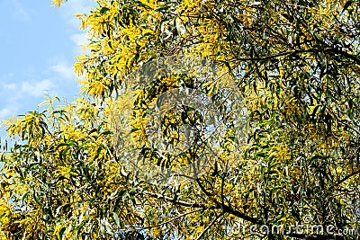 Wattle or Acacia auriculiformis little bouquet flower full blooming in the garden Stock Photo