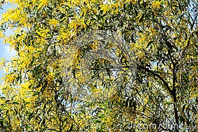 Wattle or Acacia auriculiformis little bouquet flower full blooming in the garden Stock Photo