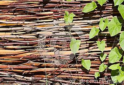 Wattle with green ivy's leaves Stock Photo