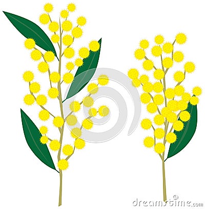 Wattle Vector Illustration