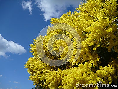 Wattle tree in brilliant yellow blossum Stock Photo