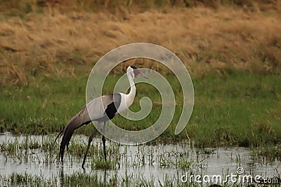 Wattled Crane Stock Photo