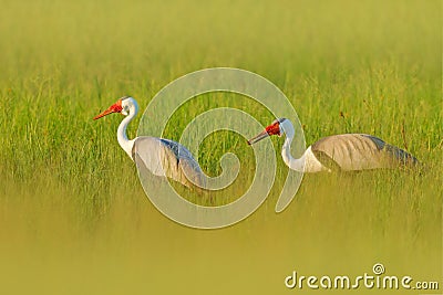 Wattled crane, Grus carunculata, with red head, wildlife from Okavango delta, Moremi, Botswana. Big bird in the nature habitat, Stock Photo