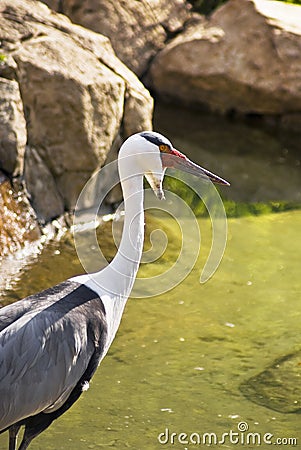 Wattled Crane - Head Shot Stock Photo