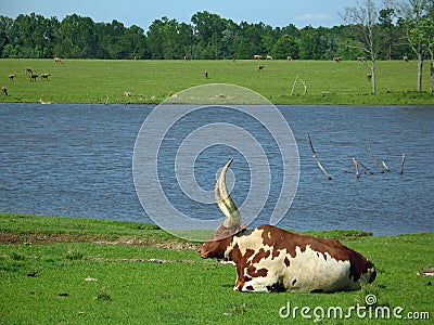 Watusi Bull Stock Photo