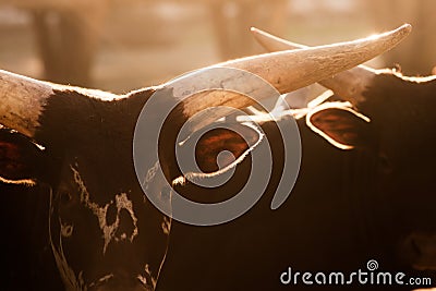 Watusi bull - bos taurus Stock Photo