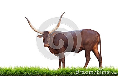 Watusi Stock Photo