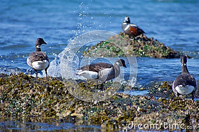 Wave splashes in front of three brant geese standing on the shore with a harlequin duck on a rock in background Stock Photo