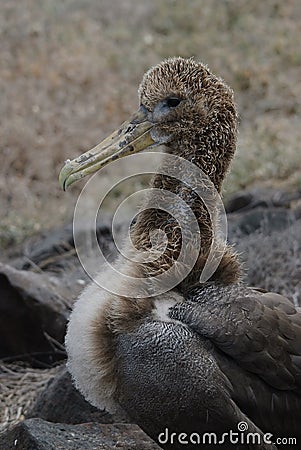 Waved Albatros Chick Galapagos Stock Photo