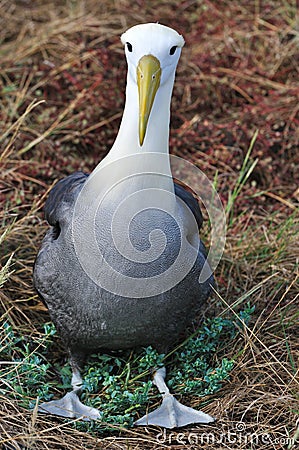 Waved Albatross Stock Photo