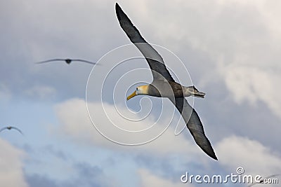 Waved Albatross in flight - Galapagos Island Stock Photo