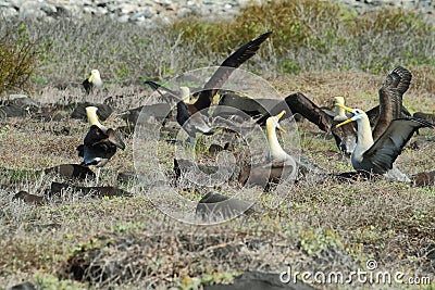 Waved albatross (Phoebastria irrorata) Stock Photo