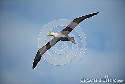 Waved albatross Phoebastria irrorata in flight Stock Photo