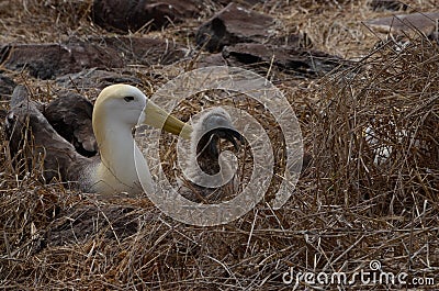 Waved Albatross (Phoebastria irrorata), Galapagos Islands Stock Photo