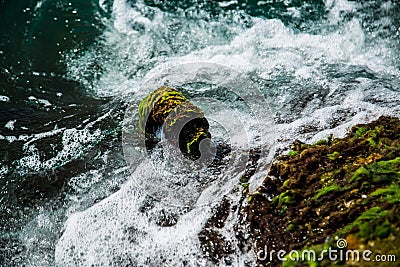 The waves beat on the moss on the shore Stock Photo