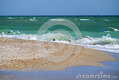 Waves beat on the seashore and seagulls take off Stock Photo