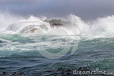 Waves crashing on rocks with sea lions in the storm in South Africa Stock Photo