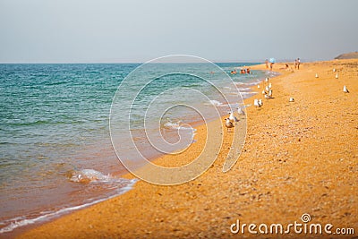 Waves on the sea sandy shore. Clear Sea in Crimea Stock Photo