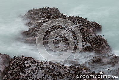 Waves wash over seaweed covered rocks Stock Photo