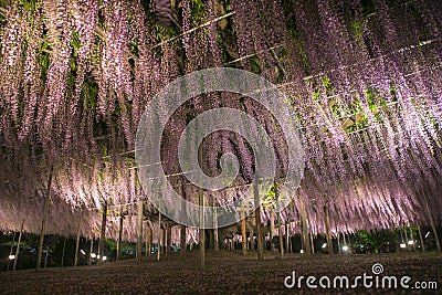 Waving blooming hanging white wisteria flowers in Ashikaga flower park, japan Stock Photo