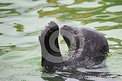 Waving seal Stock Photo