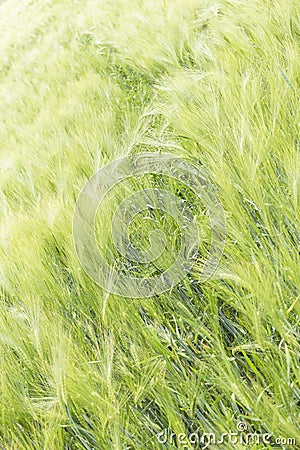 Wavy cereal meadow in Poland. Green background Stock Photo