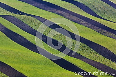 Wavy green fields. Striped rolling sunny hills at sunset Stock Photo