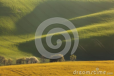 Wavy green fields. Striped rolling sunny hills at sunset Stock Photo