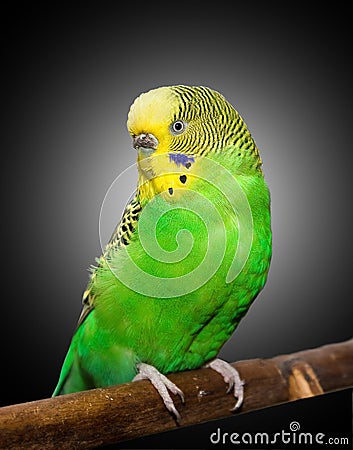 Wavy parrot Stock Photo