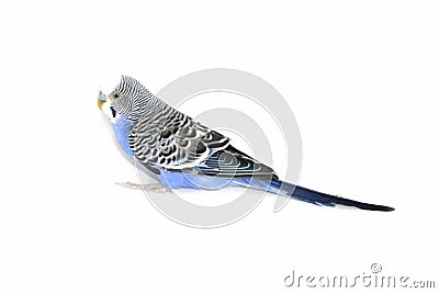 Wavy parrot Stock Photo