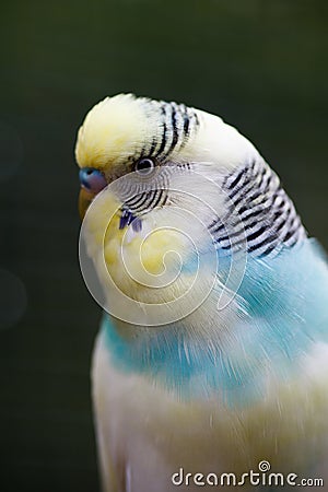 A wavy parrot close-up. Stock Photo