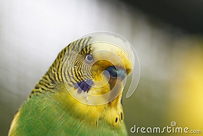 A wavy parrot close-up. Stock Photo