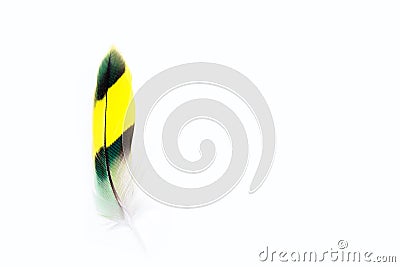 Wavy parrot feather on white background. Budgerigar Green feather. Copyspace. Stock Photo