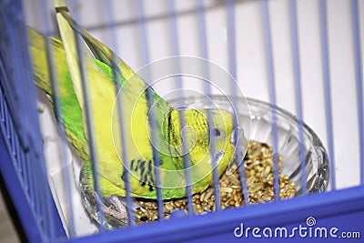 The wavy parrot willingly pecks grain in a cage Stock Photo