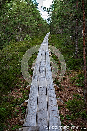 wavy wooden foothpath in swamp forest tourist trail Stock Photo