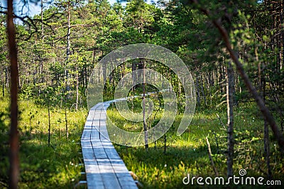 wavy wooden foothpath in swamp forest tourist trail Stock Photo