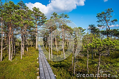 wavy wooden foothpath in swamp forest tourist trail Stock Photo