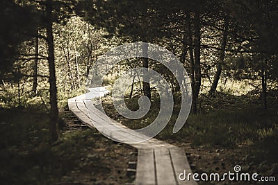 wavy wooden foothpath in swamp forest tourist trail - vintage retro look Stock Photo