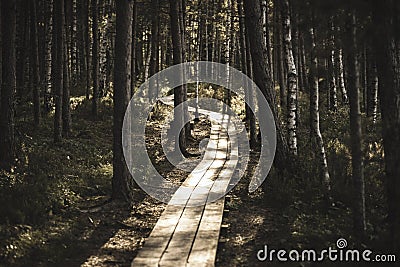 wavy wooden foothpath in swamp forest tourist trail - vintage retro look Stock Photo