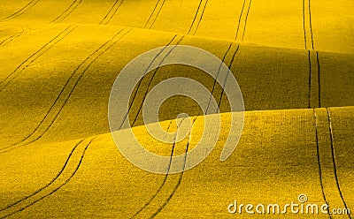Wavy yellow rapeseed field with stripes. Corduroy summer rural landscape in yellow tones. Stock Photo