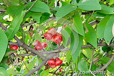 Wax apple Stock Photo