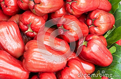 Wax apple Stock Photo