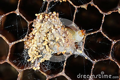 Wax damaged by caterpillars of Indian mealmoth or Indianmeal moth Plodia interpunctella of a pyraloid moth in wax of the family Stock Photo