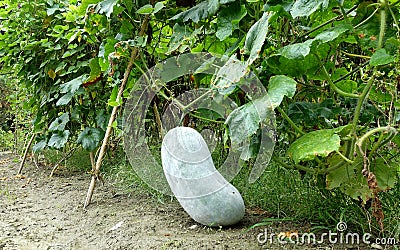 Wax gourd Stock Photo