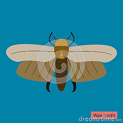 Wax moth Stock Photo