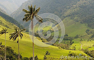 Wax palm trees of Cocora Valley, colombia Stock Photo