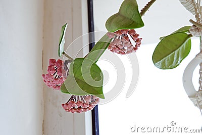 Wax plant buds clusters closeup. rare homeflower with waxy leaves and pink flowers Stock Photo